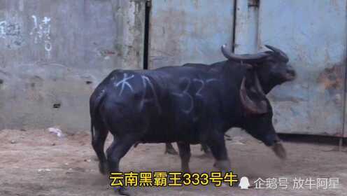 警惕網(wǎng)絡(luò)犯罪，黑霸王牛網(wǎng)最新動態(tài)，共建和諧安全網(wǎng)絡(luò)空間