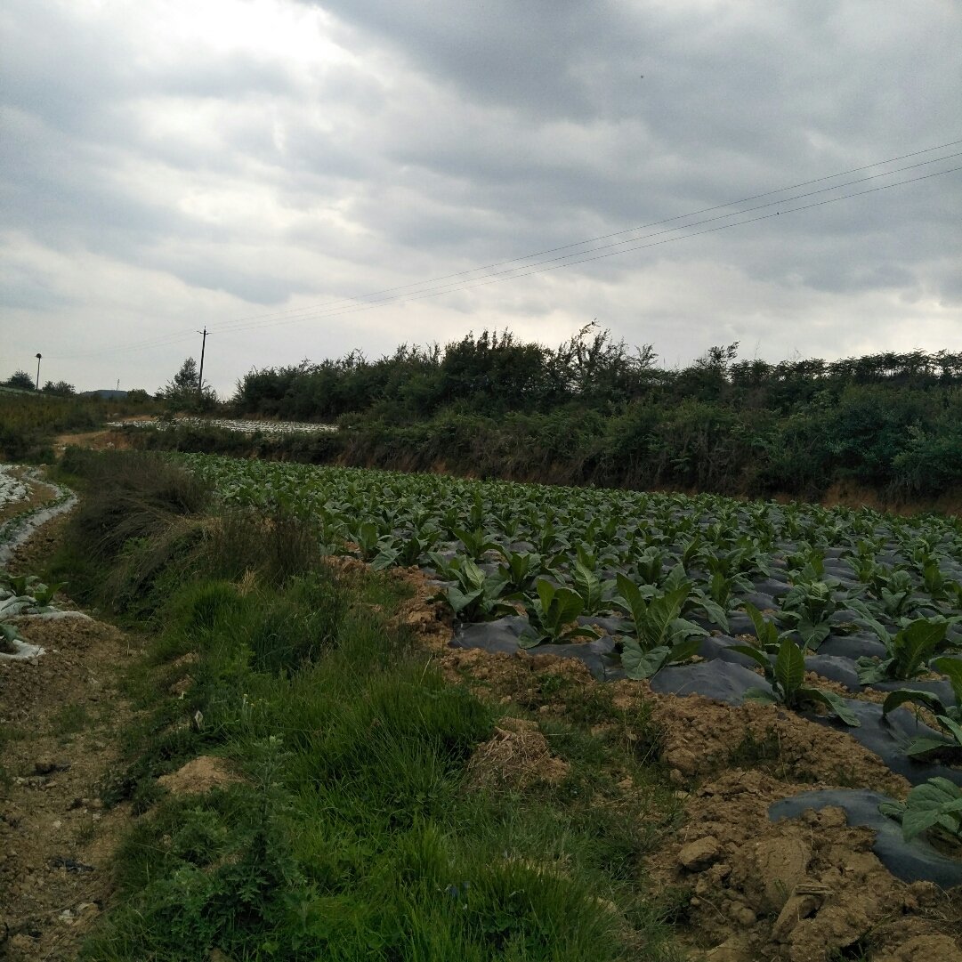 洛馬村最新天氣預(yù)報更新通知