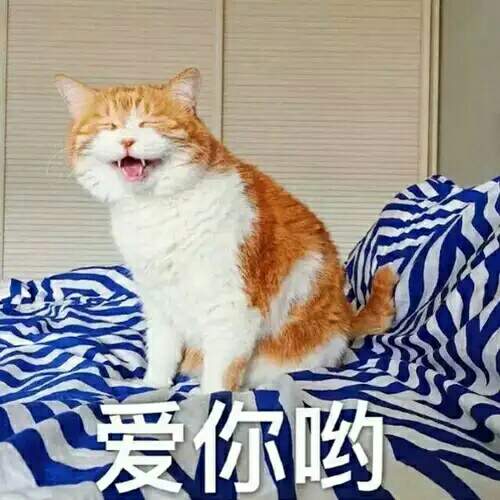最新表情包貓，萌態(tài)無(wú)限，樂(lè)趣滿滿