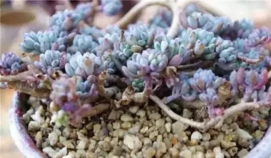 最新綠豆品種種植、特性及應(yīng)用前景展望，全面解析與未來展望